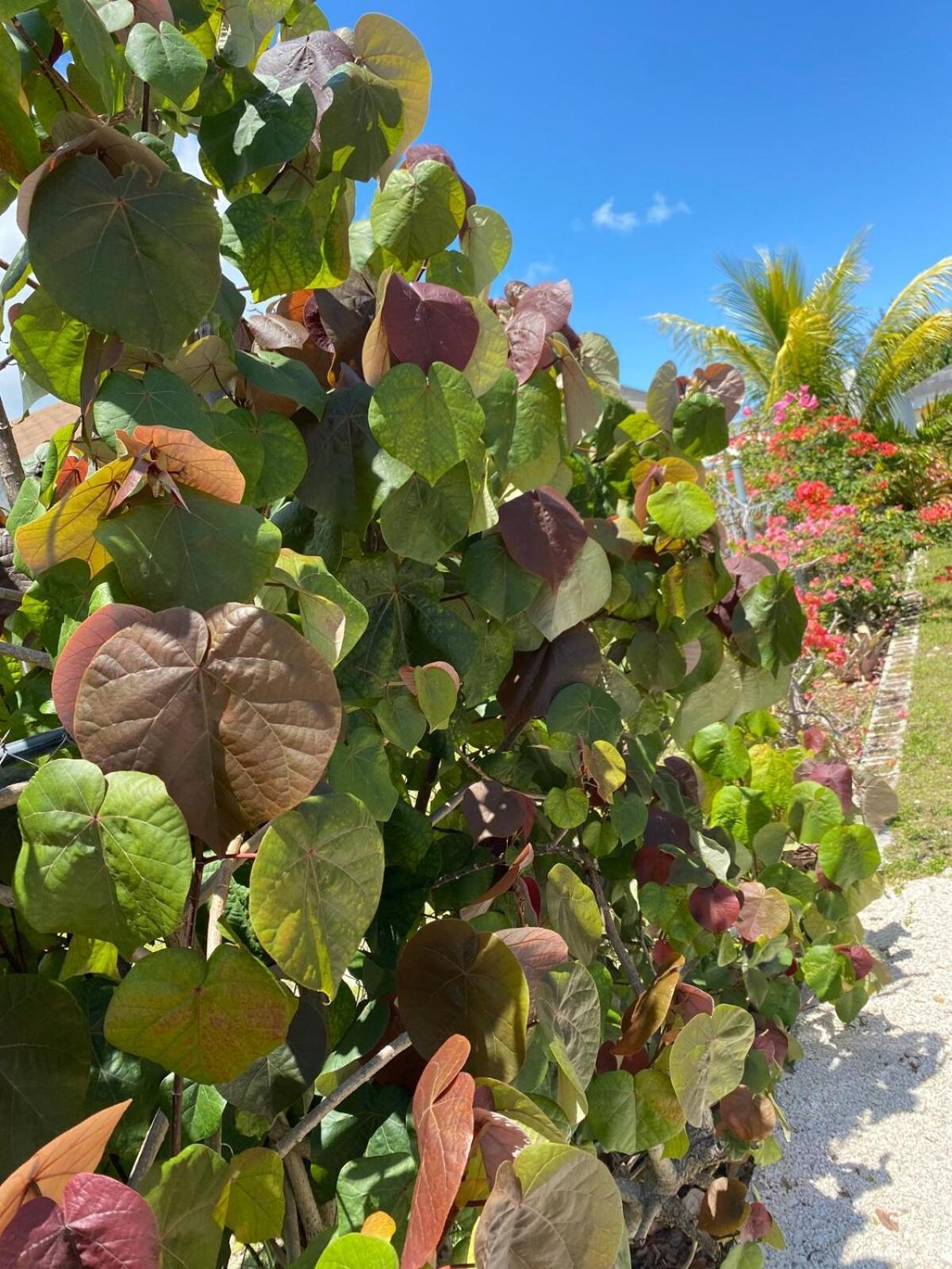 Island Vibes Point Of View- Near & Airport Apartment